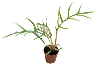 2" Philodendron Tortum